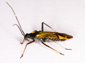 Miris striatus
